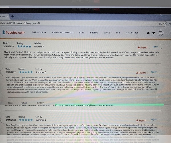 Medium Photo #13 Poodle (Miniature) Puppy For Sale in WHITEWATER, WI, USA