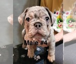 Small Photo #6 French Bulldog Puppy For Sale in ROCHESTER, MN, USA
