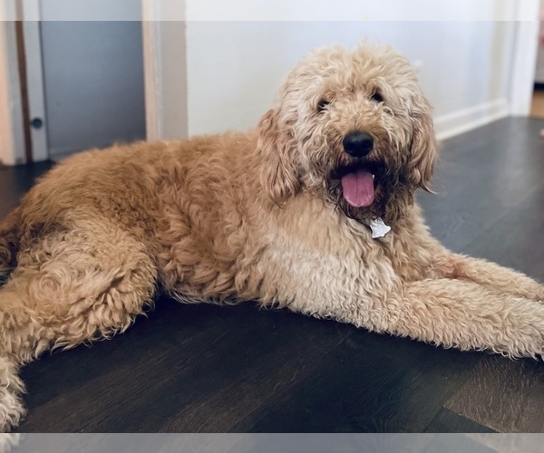 Medium Photo #1 Goldendoodle Puppy For Sale in MOUNT AIRY, NC, USA
