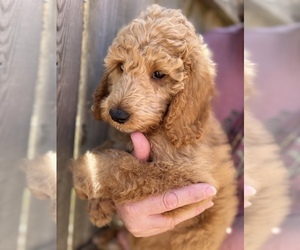 Poodle (Standard) Puppy for sale in MUSTANG, OK, USA