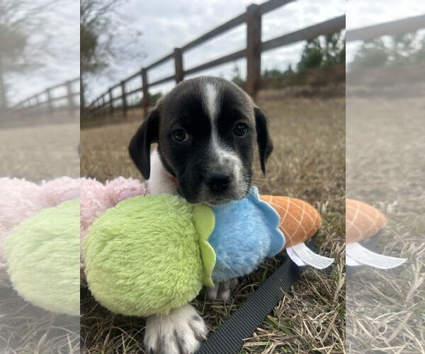 Medium Photo #1 Mutt Puppy For Sale in Tarrytown, GA, USA