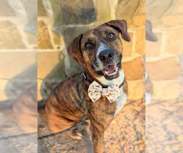 Medium Photo #1 Mutt Puppy For Sale in FRAMINGHAM, MA, USA