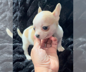 Chihuahua Puppy for Sale in ADAMSVILLE, Tennessee USA