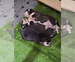 Small Photo #32 Siberian Husky Puppy For Sale in ALTON, IL, USA