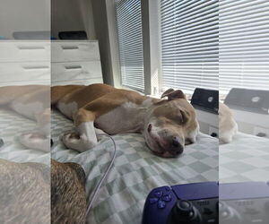 Mutt Dogs for adoption in Virginia Beach, VA, USA