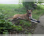 Small #2 American Pit Bull Terrier