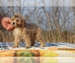 Small #13 Poodle (Toy)