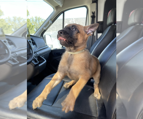 Medium Photo #6 Belgian Malinois Puppy For Sale in S CHARLESTON, WV, USA