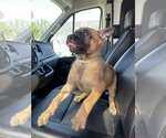 Small #5 Belgian Malinois