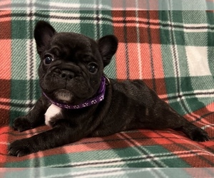 French Bulldog Puppy for sale in BOLIVAR, MO, USA