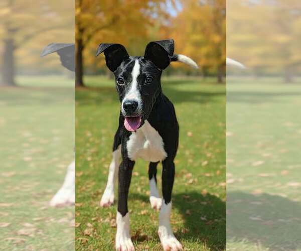 Medium Photo #1 Mutt Puppy For Sale in Talladega, AL, USA