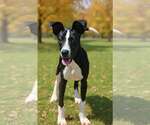 Rhett 26/661 - Male Mutt Dog for Adoption - Small photo