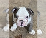 Small Photo #19 Bulldog Puppy For Sale in STEUBENVILLE, OH, USA