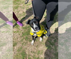 Daddio - Male Mutt Dog for Adoption - Photo #5