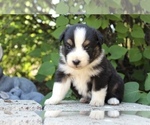 Small Photo #25 Australian Shepherd Puppy For Sale in ACTON, CA, USA