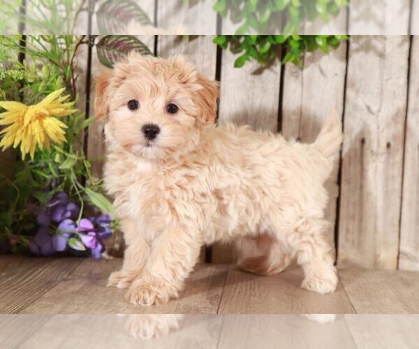 View Ad Maltipoo Puppy for Sale near Ohio, MOUNT VERNON, USA. ADN262619