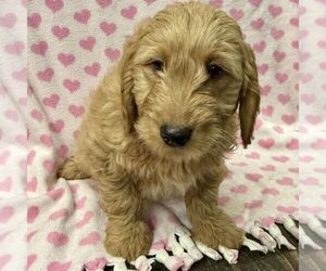 Goldendoodle (Miniature) Puppy for sale in ARCOLA, IL, USA