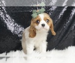 Puppy Lasso UABR Cavalier King Charles Spaniel