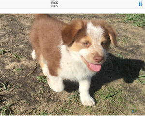 Australian Shepherd-Siberian Husky Mix Puppy for sale in PETERSBURG, MI, USA