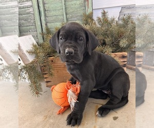 Great Dane Puppy for sale in MIDDLEBURY, IN, USA