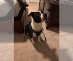 Small #2 Mutt