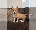 Puppy Pickles Pembroke Welsh Corgi