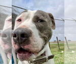 Small #2 American Staffordshire Terrier Mix