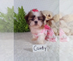 Shih Tzu Puppy for sale in SUGARCREEK, OH, USA