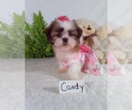 Small Shih Tzu
