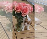 Small Photo #17 Miniature Labradoodle Puppy For Sale in SAN DIEGO, CA, USA