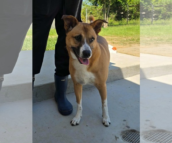 Medium Photo #4 Carolina Dog-Unknown Mix Puppy For Sale in Orangeburg, SC, USA