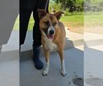 Small #3 Carolina Dog Mix