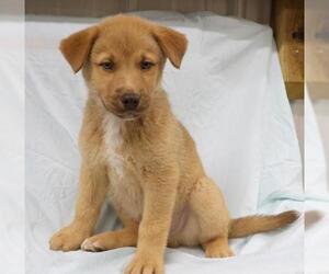 Mutt Dogs for adoption in Thief River Falls, MN, USA
