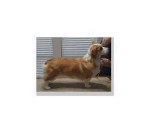 Mother of the Pembroke Welsh Corgi puppies born on 03/07/2022