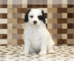 Small #2 Bernedoodle (Miniature)