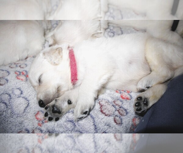 Medium Photo #3 English Cream Golden Retriever Puppy For Sale in LANCASTER, WI, USA