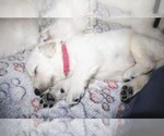 Small #2 English Cream Golden Retriever