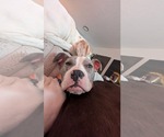 Small #6 American Pit Bull Terrier Mix