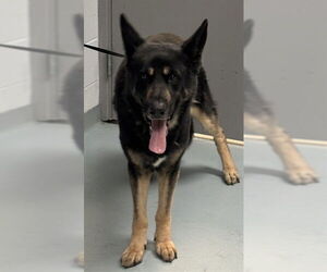 German Shepherd Dog Dogs for adoption in St. Cloud, FL, USA