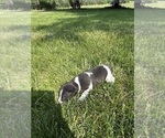 Small Photo #10 Rat Terrier Puppy For Sale in HARRISONBURG, VA, USA