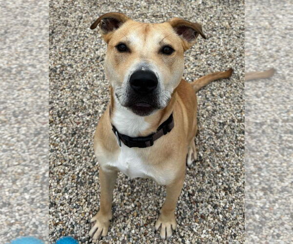 Medium Photo #3 Mutt Puppy For Sale in Jefferson, WI, USA