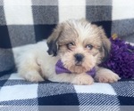Small Photo #14 Shorkie Tzu Puppy For Sale in LAKELAND, FL, USA