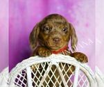 Small #2 Dachshund