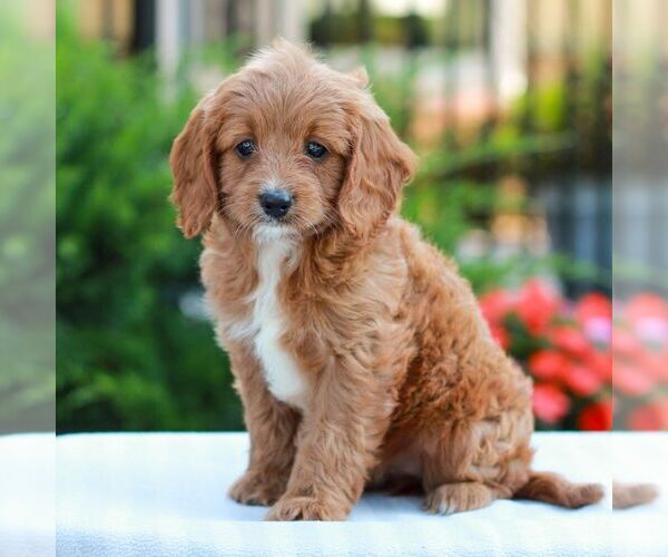 Medium Photo #4 Cavapoo (Miniature) Puppy For Sale in LITITZ, PA, USA