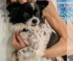 Small #2 Papillon Mix