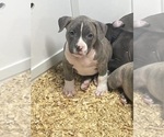 Small #13 American Bully