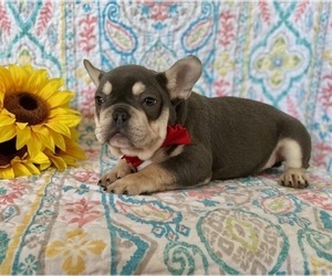 French Bulldog Puppy for sale in LANCASTER, PA, USA