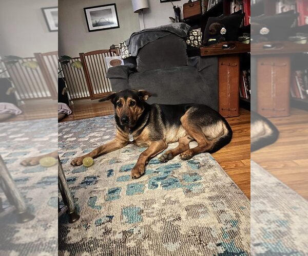 Medium Photo #5 Mutt Puppy For Sale in New York, NY, USA