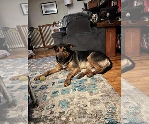 Cyrus (TX) - Male Mutt Dog for Adoption - Photo #5