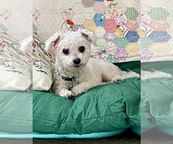 Medium Photo #3 Bichon Frise-Unknown Mix Puppy For Sale in Alexandria, KY, USA